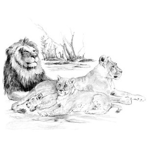Рисуване на графика Лъвове, 29х39 см., SKBNL6