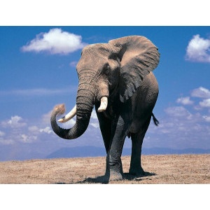Диамантен гоблен Слон, 40x50 см., кръгли диаманти