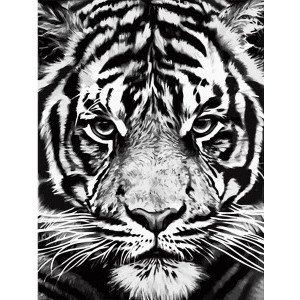 Рисуване по номера Бял тигър, с подрамка, 40х50 см.