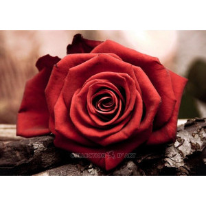Диамантен гоблен Червена роза, 19x27 см.